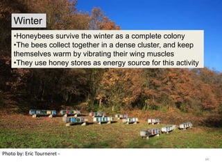 Photo by: Eric Tourneret -
•Honeybees survive the winter as a complete colony
•The bees collect together in a dense cluster, and keep
themselves warm by vibrating their wing muscles
•They use honey stores as energy source for this activity
34
Winter
 