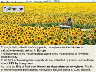 Photo by: Eric Tourneret -
Through their pollination of crop plants, honeybees are the third most
valuable domestic animal in Europe
The honeybee is the most important agent in the maintenance of flowering
plant diversity.
In all, 80% of flowering plants worldwide are pollinated by insects, and of these
about 85% by honeybees.
As many as 90% of fruit tree flowers are dependent on honeybees. The list
of flowering plants pollinated by honeybees includes about 170,000 species.
Pollination
35
 