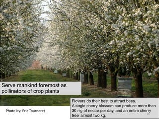 Photo by: Eric Tourneret
Serve mankind foremost as
pollinators of crop plants
Flowers do their best to attract bees.
A single cherry blossom can produce more than
30 mg of nectar per day, and an entire cherry
tree, almost two kg.
36
 