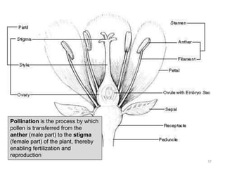 Pollination is the process by which
pollen is transferred from the
anther (male part) to the stigma
(female part) of the plant, thereby
enabling fertilization and
reproduction
37
 