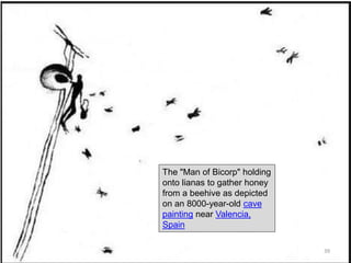 The "Man of Bicorp" holding
onto lianas to gather honey
from a beehive as depicted
on an 8000-year-old cave
painting near Valencia,
Spain
39
 