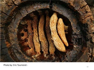 Photo by: Eric Tourneret -
44
 