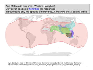 5
"Apis distribution map" by © Sémhur / Wikimedia Commons. Licensed under FAL via Wikimedia Commons -
http://commons.wikimedia.org/wiki/File:Apis_distribution_map.svg#/media/File:Apis_distribution_map.svg
Apis Mellifera in pink area. (Western Honeybee)
Only seven species of honeybee are recognised
In beekeeping only two species of honey bee, A. mellifera and A. cerana indica
 