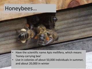 • Have the scientific name Apis mellifera, which means
‘honey-carrying bee’
• Live in colonies of about 50,000 individuals in summer,
and about 20,000 in winter
Honeybees…
6
 