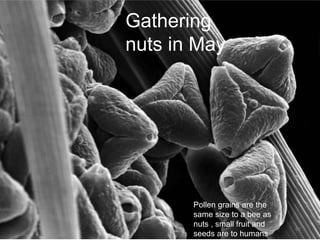 Gathering
nuts in May
Pollen grains are the
same size to a bee as
nuts , small fruit and
seeds are to humans
61
 