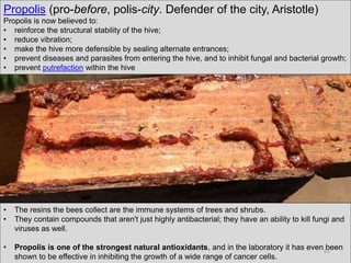 Propolis (pro-before, polis-city. Defender of the city, Aristotle)
Propolis is now believed to:
• reinforce the structural stability of the hive;
• reduce vibration;
• make the hive more defensible by sealing alternate entrances;
• prevent diseases and parasites from entering the hive, and to inhibit fungal and bacterial growth;
• prevent putrefaction within the hive
• The resins the bees collect are the immune systems of trees and shrubs.
• They contain compounds that aren't just highly antibacterial; they have an ability to kill fungi and
viruses as well.
• Propolis is one of the strongest natural antioxidants, and in the laboratory it has even been
shown to be effective in inhibiting the growth of a wide range of cancer cells.
62
 