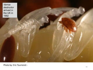 Photo by: Eric Tourneret -
Varroa
destructor
arrived in
the UK in
1992
66
 