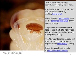 Photo by: Eric Tourneret -
Varroa destructor can only
reproduce in a honey bee colony.
It attaches to the body of the bee
and weakens the bee by
sucking hemolymph.
In this process, RNA viruses such
as the deformed wing virus (DWV)
spread to bees.
A significant mite infestation will
lead to the death of a honey bee
colony, usually in the late autumn
through early spring.
The Varroa mite is the parasite with
the most pronounced economic
impact on the beekeeping industry.
It may be a contributing factor
to colony collapse disorder
67
 