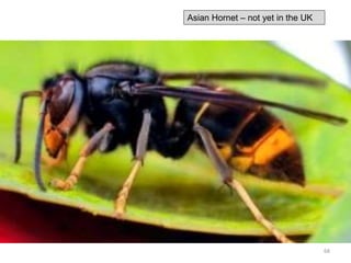 Asian Hornet – not yet in the UK
68
 
