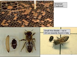 Small Hive Beetle – not in
UK but recently found in Italy
American
Foulbrood
69
 