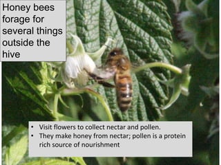 • Visit flowers to collect nectar and pollen.
• They make honey from nectar; pollen is a protein
rich source of nourishment
Honey bees
forage for
several things
outside the
hive
7
 
