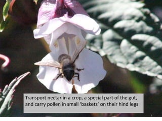 Transport nectar in a crop, a special part of the gut,
and carry pollen in small ‘baskets’ on their hind legs
8
 