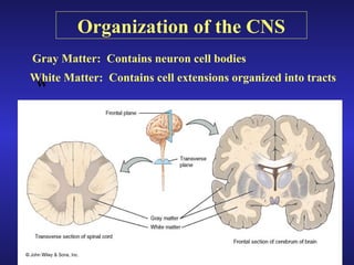Introduction to the nervous system and nerve tissue[1] | PPT