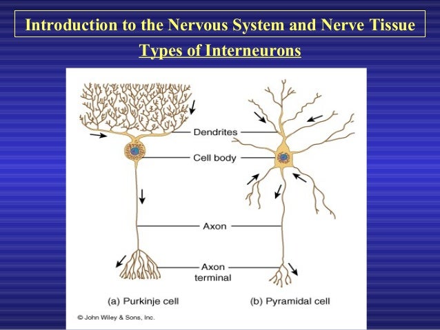 Introduction to the nervous system and nerve tissue[1] cns diagram 