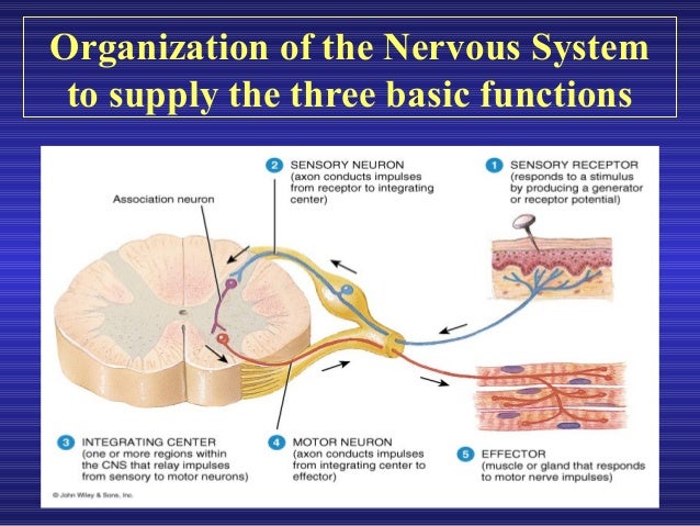 introduction to the nervous system The rat nervous system an introduction to preparatory techniques j p cassella institute of psychiatry, london, uk j hay tennant institute of ophthalmology, university of glasgow, uk and s j lawson imperial college school of medicine at st mary's, london, uk for over thirty years, rodents have been used in the study of many human and animal diseases. introduction to the nervous system The rat nervous system an introduction to preparatory techniques j p cassella institute of psychiatry, london, uk j hay tennant institute of ophthalmology, university of glasgow, uk and s j lawson imperial college school of medicine at st mary's, london, uk for over thirty years, rodents have been used in the study of many human and animal diseases.