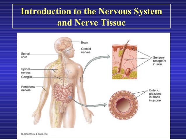 introduction to the nervous system The rat nervous system an introduction to preparatory techniques j p cassella institute of psychiatry, london, uk j hay tennant institute of ophthalmology, university of glasgow, uk and s j lawson imperial college school of medicine at st mary's, london, uk for over thirty years, rodents have been used in the study of many human and animal diseases. introduction to the nervous system The rat nervous system an introduction to preparatory techniques j p cassella institute of psychiatry, london, uk j hay tennant institute of ophthalmology, university of glasgow, uk and s j lawson imperial college school of medicine at st mary's, london, uk for over thirty years, rodents have been used in the study of many human and animal diseases.