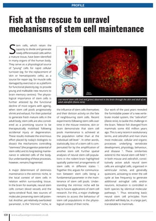 S
tem cells, which retain the
capacity to divide and generate
newly differentiated cells within
a mature tissue, have been identified
in many organs of the human body.
They serve as a physiological source
of “young” cells for rapid cellular
turnover (eg. for the replacement of
skin or hematopoietic cells), as a
source for repair (eg. for muscle cells
damaged by exercise) or as a platform
for functional plasticity (eg. to provide
young and malleable new neurons to
brain memory centres). The physio-
logical importance of stem cells is
further attested by the functional
decline of most organs with ageing,
when stem cell pools progressively
shrink and exhaust. For their potential
to generate fresh mature cells in the
adult body, stem cells are also consid-
ered as a promising source to be
therapeutically mobilised following
accidental injury or degeneration.
These results motivate the enormous
effort placed by today’s biologists to
dissect the mechanisms controlling
“stemness” (the progenitor potential of
stem cells) and its long-lasting mainte-
nance in selected cells of the body.
Our understanding of these processes,
however, remains fragmented.
A major determinant of stemness
maintenance is the extrinsic niche, ie
the local context of stem cells in
relation within surrounding tissue.
In the brain for example, neural stem
cells contact blood vessels and the
spino-cerebral fluid, two sources of
molecules preserving stem cell poten-
tial. Another, yet relatively overlooked
parameter, is the “intrinsic” niche, ie
the influence of stem cells themselves
and their division activity on the fate
of neighbouring stem cells. Recent
experiments following stem cells over
time in the mouse intestine, skin or
brain demonstrate that stem cell
pools maintenance is achieved at
the population rather than at the
individual cell level 1
. In other words,
statistically, loss of a stem cell is com-
pensated for by the amplification of
another stem cell. Further spatial
analyses of neural stem cell popula-
tions in the rodent brain highlighted
spatially patterned arrangements of
stem cells in different states 2
.
Together this argues for communica-
tion between stem cells being a
fundamental parameter in the main-
tenance of stem cell pools. Under-
standing the intrinsic niche will be
key to future applications of stem cell
research. For this, a major challenge
remains to access the behaviour of
stem cell populations in the physio-
logical context of their niche.
Our work of the past years revealed
the formidable power of a new verte-
brate model system, the “zebrafish”
(Danio rerio), to tackle this challenge in
the brain. Teleost fish diverged from
mammals some 450 million years
ago. This is very recent in evolutionary
terms, and zebrafish and man share
most molecular, cellular and organic
processes underlying vertebrate
development, physiology, behaviour,
and disease 3
. These similarities
extend to the neural stem cell field 4
:
in both mouse and zebrafish, consti-
tutively active adult neural stem
cells are astroglial cells, organised in
ventricular niches, and generally
quiescent, activating to enter the cell
cycle at low frequency to generate
additional astroglial cells and/or
neurons. Activation is controlled in
both species by identical molecular
pathways 5
. Thus extracting basic
neural stem cell principles from
zebrafish will likely be, in a large part,
translatable to mammals.
www.adjacentgovernment.co.uk120
Fish at the rescue to unravel
mechanisms of stem cell maintenance
PROFILE
!µ#$
$ $$$$$$$$$$$$$$$$$$$$$$$$$$$$$$$Live neural stem cells (red and green) observed in the brain through the skin and skull of an
adult zebrafish (Danio rerio)
 