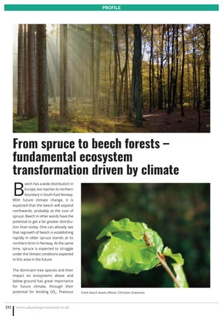 B
eech has a wide distribution in
Europe, but reaches its northern
boundary in South-East Norway.
With future climate change, it is
expected that the beech will expand
northwards, probably at the cost of
spruce. Beech in other words have the
potential to get a far greater distribu-
tion than today. One can already see
that regrowth of beech is establishing
rapidly in older spruce stands at its
northern brim in Norway. At the same
time, spruce is expected to struggle
under the climatic conditions expected
in this area in the future.
The dominant tree species and their
impact on ecosystems above and
below ground has great importance
for future climate, through their
potential for binding CO2
. Previous
www.adjacentgovernment.co.uk232
PROFILE
From spruce to beech forests –
fundamental ecosystem
transformation driven by climate
Fresh beech leaves (Photo: Christian Strømme).
 