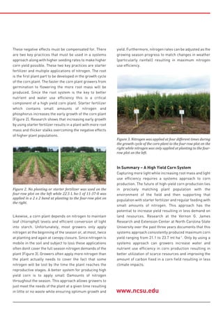 These negative effects must be compensated for. There
are two key practices that must be used in a systems
approach along with higher seeding rates to make higher
corn yield possible. These two key practices are starter
fertilizer and multiple applications of nitrogen. The root
is the first plant part to be developed in the growth cycle
of the corn plant. The faster the corn plant growers from
germination to flowering the more root mass will be
produced. Since the root system is the key to better
nutrient and water use efficiency this is a critical
component of a high yield corn plant. Starter fertilizer
which contains small amounts of nitrogen and
phosphorus increases the early growth of the corn plant
(Figure 2). Research shows that increasing early growth
by using starter fertilizer results in a plant with more root
mass and thicker stalks overcoming the negative effects
of higher plant populations.
Likewise, a corn plant depends on nitrogen to maintain
leaf chlorophyll levels and efficient conversion of light
into starch. Unfortunately, most growers only apply
nitrogen at the beginning of the season or, at most, twice
at planting and again at canopy closure. Since nitrogen is
mobile in the soil and subject to loss these applications
often donít cover the full season nitrogen demands of the
plant (Figure 3). Growers often apply more nitrogen than
the plant actually needs to cover the fact that some
nitrogen will be lost by the time the plant reaches the
reproductive stages. A better system for producing high
yield corn is to apply small Oamounts of nitrogen
throughout the season. This approach allows growers to
just meet the needs of the plant at a given time resulting
in little or no waste while ensuring optimum growth and
yield. Furthermore, nitrogen rates can be adjusted as the
growing season progress to match changes in weather
(particularly rainfall) resulting in maximum nitrogen
use efficiency.
In Summary – A High Yield Corn System
Capturing more light while increasing root mass and light
use efficiency requires a systems approach to corn
production. The future of high-yield corn production lies
in precisely matching plant population with the
environment of the field and then supporting that
population with starter fertilizer and regular feeding with
small amounts of nitrogen. This approach has the
potential to increase yield resulting in less demand on
land resources. Research at the Vernon G. James
Research and Extension Center at North Carolina State
University over the past three years documents that this
systems approach consistently produced maximum corn
yield ranging from 21.1 to 23.7 mt ha-1
. Only by using a
systems approach can growers increase water and
nutrient use efficiency in corn production resulting in
better utilization of scarce resources and improving the
amount of carbon fixed in a corn field resulting in less
climate impacts.
Figure 2. No planting or starter fertilizer was used on the
four-row plot on the left while 22.5 L ha-1 of 11-37-0 was
applied in a 2 x 2 band at planting to the four-row plot on
the right.
Figure 3. Nitrogen was applied at four different times during
the growth cycle of the corn plant to the four-row plot on the
right while nitrogen was only applied at planting to the four-
row plot on the left.
www.ncsu.edu
 