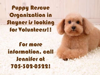 Puppy Rescue
Organization in
Stayner is looking
for Volunteers!!
For more
information, call
Jennifer at
705-302-0522!
 