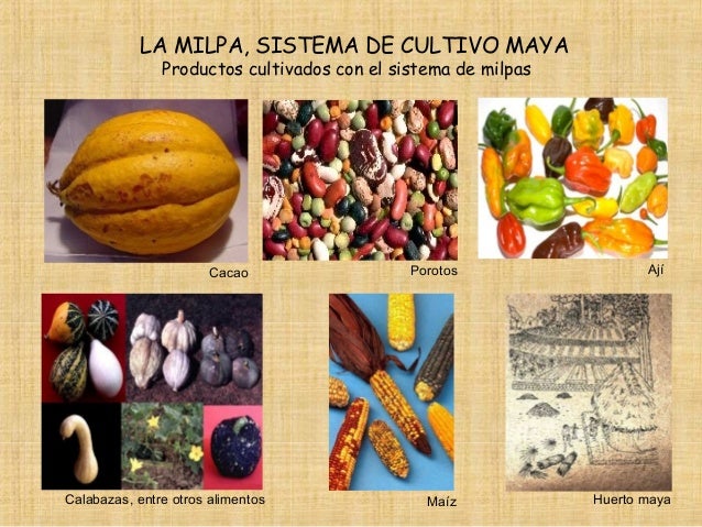 Inneov las vitaminas para los cabellos comprar