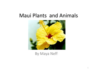 Maui Plants and Animals

By Maya Neff

1

 