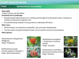 PLANT IDENTIFICATION
SHRUBS - Acalypha siamensis
Botanical Name : Acalypha siamensis
Common Name : Tumpat
Teh Kampong
Teh ...