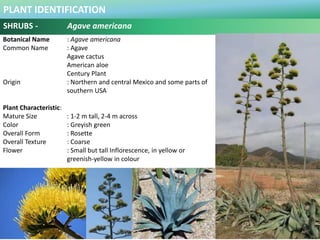 PLANT IDENTIFICATION
SHRUBS - Alphelandra squarosa
Botanical Name : Alphelandra squarosa
Common Name : Zebra Plant
Origin ...