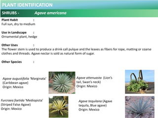 PLANT IDENTIFICATION
SHRUBS - Alphelandra squarosa
Plant Habit :
Semi-shade to full shade, moderate water
Use in Landscape...