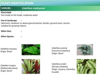 PLANT IDENTIFICATION
SHRUBS - Cananga fruticosa
Plant Habit :
Full-sun, moderate water
Use in Landscape :
Fragrant plant, ...