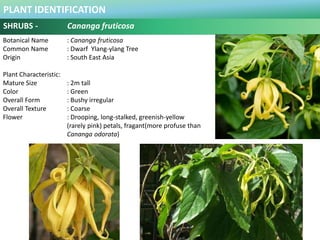 PLANT IDENTIFICATION
SHRUBS - Cheilocostus speciosus
Botanical Name : Costus speciosus (sym)
Common Name : Crepe Ginger
Or...