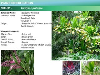PLANT IDENTIFICATION
SHRUBS - Cordyline fruticosa ‘Tricolor’
Botanical Name : Cordyline fruticosa ‘Tricolor’
Common Name :...
