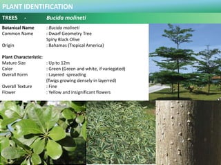 PLANT IDENTIFICATION
TREES - Bucida molineti
Plant Habit :
Full to semi-shade, Intermediate to wet
Use in Landscape :
Orna...
