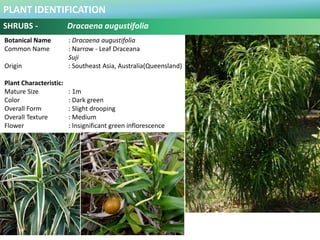 PLANT IDENTIFICATION
SHRUBS - Dracaena fragrans
Botanical Name : Dracaena fragrans
Common Name : Constalk dracaena
Dragon ...