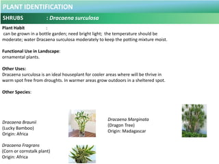 PLANT IDENTIFICATION
SHRUBS : Duranta repens
Plant Habit :
plant grows in part shade/part sun, high Drought tolerance , po...
