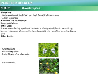 PLANT IDENTIFICATION
SHRUBS - Eichhornia crassipes
Plant Habit :
The plants also create a prime habitat for mosquitos, the...