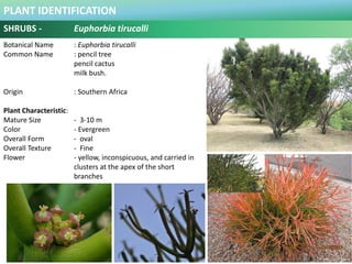 PLANT IDENTIFICATION
SHRUBS - Excoecaria cochinchinensis
Botanical Name : Excoecaria cochinchinensis.
Common Name : Chines...