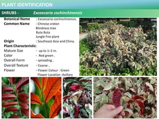 PLANT IDENTIFICATION
SHRUBS - Furcraea foetida
Botanical Name : Furcraea foetida.
Common Name : Giant Cabuya
Green-aloe
Ma...