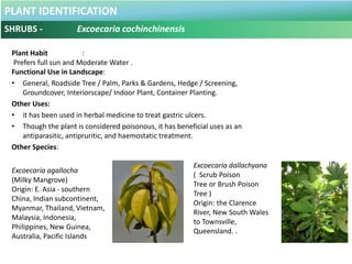 PLANT IDENTIFICATION
SHRUBS - Furcraea foetida
Plant Habit :
Prefers full sun and Moderate Water .
Functional Use in Lands...