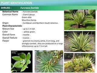 PLANT IDENTIFICATION
SHRUBS :Grammatophyllum speciosum
Botanical Name : Grammatophyllum speciosum
Common Name : Tiger orch...