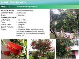 PLANT IDENTIFICATION
TREES - Callistemon splendens
Plant Habit :
Prefers Full Sun and Moderate Water .
Functional Use in L...