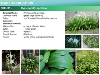 PLANT IDENTIFICATION
SHRUBS - Loropetalum chinensis
Botanical Name : Loropetalum chinensis var Rubrum
Common Name : Chines...