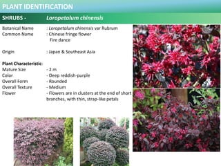 PLANT IDENTIFICATION
SHRUBS - Magnolia figo
Botanical Name : Magnolio figo
Common Name : Cempaka telur
Banana shrub
Port w...
