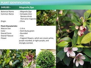 PLANT IDENTIFICATION
SHRUBS : Mussaenda philippica
Botanical Name : Mussaenda philippica
Common Name : Bangkok Rose
Origin...