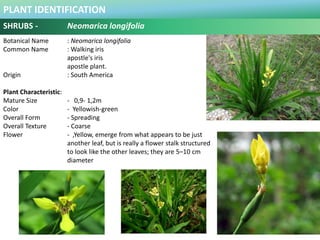 PLANT IDENTIFICATION
SHRUBS - Pandanus pygmaeus
Botanical Name : Pandanus pygmaeus .
Common Name : Pandan kuning.
Origin :...