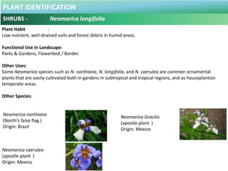 PLANT IDENTIFICATION
SHRUBS - Pandanus pygmaeus
Plant Habit :
Prefers Sun/Partial Sun and Moderate Water .
Functional Use ...