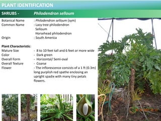 PLANT IDENTIFICATION
SHRUBS - Phyllantus myrtifolius
Botanical Name : Phyllanthus myrtifolius
Common Name : Ceylon Myrtle
...