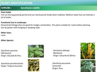 PLANT IDENTIFICATION
PALM - Areca catechu
Plant Habit :
Full to mederate sun, low water
Use in Landscape :
Roadside trees,...