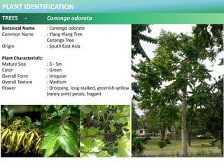 PLANT IDENTIFICATION
TREES - Cananga odorata
Plant Habit :
Full to partial sun, moderate water
Use in Landscape :
Fragrant...