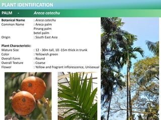 PLANT IDENTIFICATION
PALM - Bismarckia nobilis “silver”
Plant Habit :
Prefers Full Sun and Moderate Water .
Functional Use...